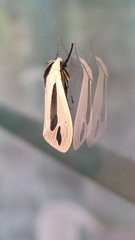 Creatonotos gangis-interrupta agg