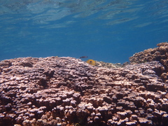 Chaetodon bennetti