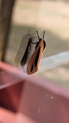 Creatonotos gangis-interrupta agg