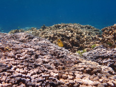 Chaetodon bennetti