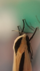 Creatonotos gangis-interrupta agg
