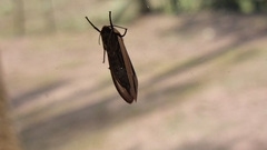 Creatonotos gangis-interrupta agg