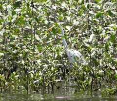 Ardea alba