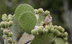 Opuntia joconostle
