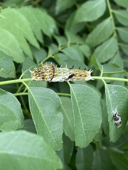 Papilio aegeus aegeus