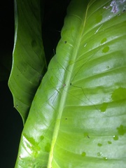 Leiobunum viridorsum