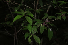 Tapeinosperma