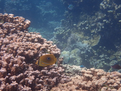 Chaetodon bennetti