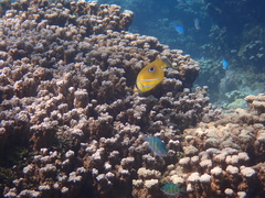 Chaetodon bennetti