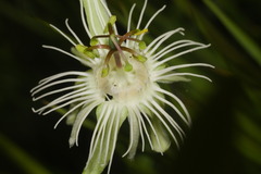 Passiflora misera