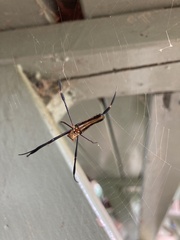 Nephila