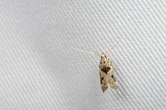 Athymoris subtrigona