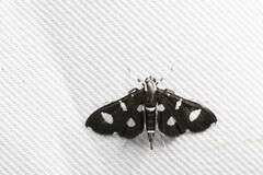 Bocchoris