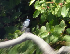 Tachycineta albiventer