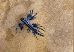 Glaucus atlanticus