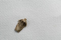 Homona spargotis