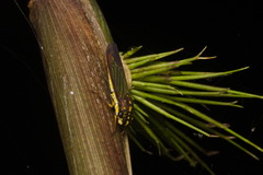 Egidemia speculifera