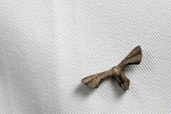 Phazaca alikangensis