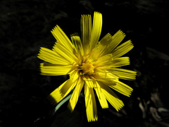 Hieracium bifidum
