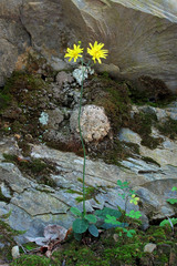 Hieracium bifidum