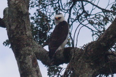 Spizaetus melanoleucus