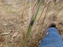 Hispellinus multispinosus