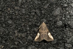 Pseudosphetta moorei