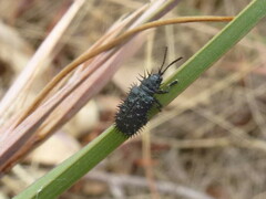 Hispellinus multispinosus