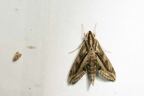 Dark Striated Hawkmoth