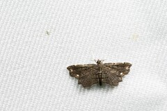 Neomusotima fuscolinealis