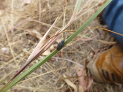 Hispellinus multispinosus