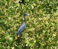 Egretta caerulea