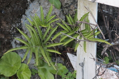 Pteris minor
