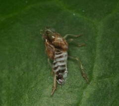 Scolypopa australis