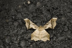 Krananda oliveomarginata