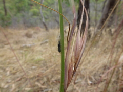 Hispellinus multispinosus
