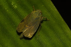 Coelidiinae
