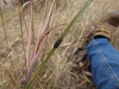 Hispellinus multispinosus