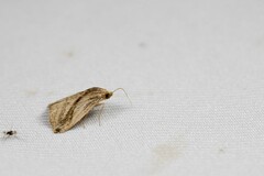 Rivula striatura