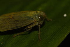 Coelidiinae