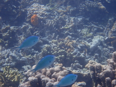 Chromis atripectoralis