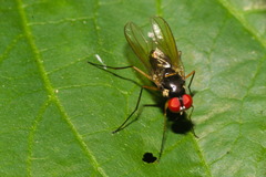 Tanypezidae