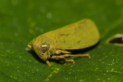 Coelidiinae