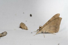 Oxyodes scrobiculata