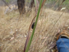 Hispellinus multispinosus