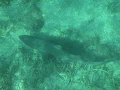 Carcharias taurus