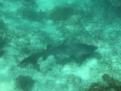 Carcharias taurus