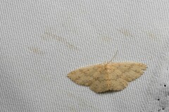 Cyclophora intermixtaria