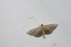 Glauconoe deductalis