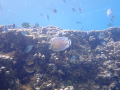 Chaetodon ornatissimus